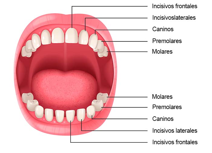 Tipos de dientes